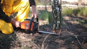  Lake Telemark, NJ Tree Removal Pros
