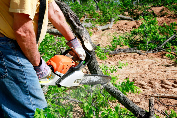 Best Tree Maintenance Programs  in Lake Telemark, NJ